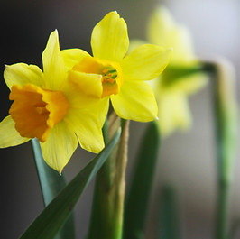 gul Narcissus