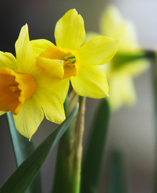 Yellow Narcissus