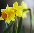 Yellow Narcissus