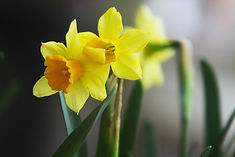 Yellow Narcissus