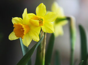 SEND Newsletter Spring 2