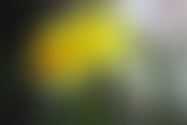 yellow daffodils