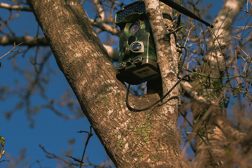 Camera mounted on a tree trunk for wildlife monitoring