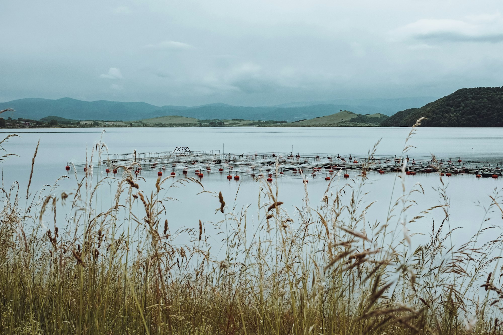 Do Automatic Shrimp Feeders Really Save Feed? Timers, Feed Trays and Acoustic Sensing Compared