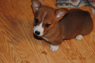 DSC_0003 - Copy (2).JPG