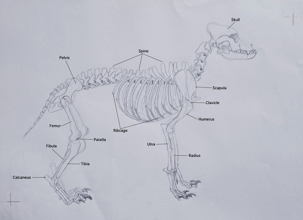 Dog Skeletal Study with Labeling
