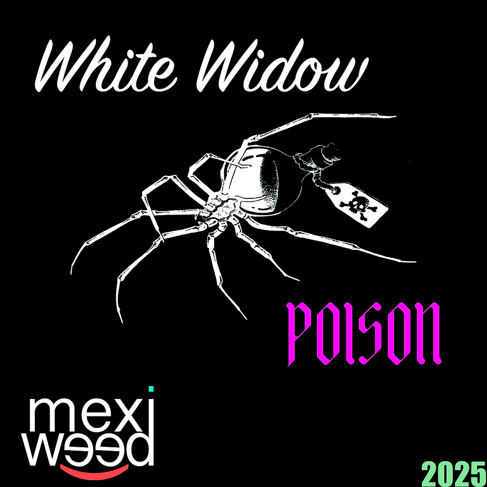 White Widow Poison (Pack 10 semillas)