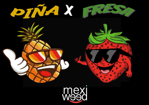 Piña F2 X Fresa F3(Pack 5 Semillas) | MexiWeed 🌱🇲🇽