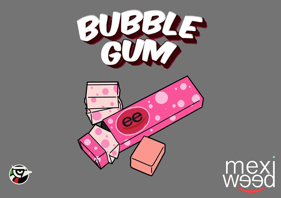Bubble Gum (Pack 10 Semillas)