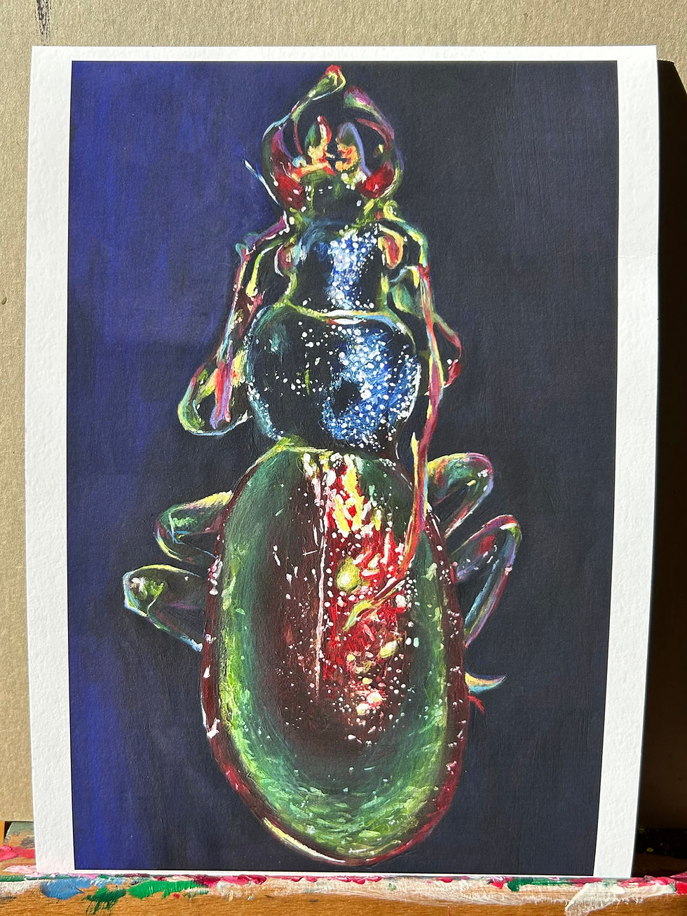 Thumbnail: "Carabus Hispanus"- Entomology Collection