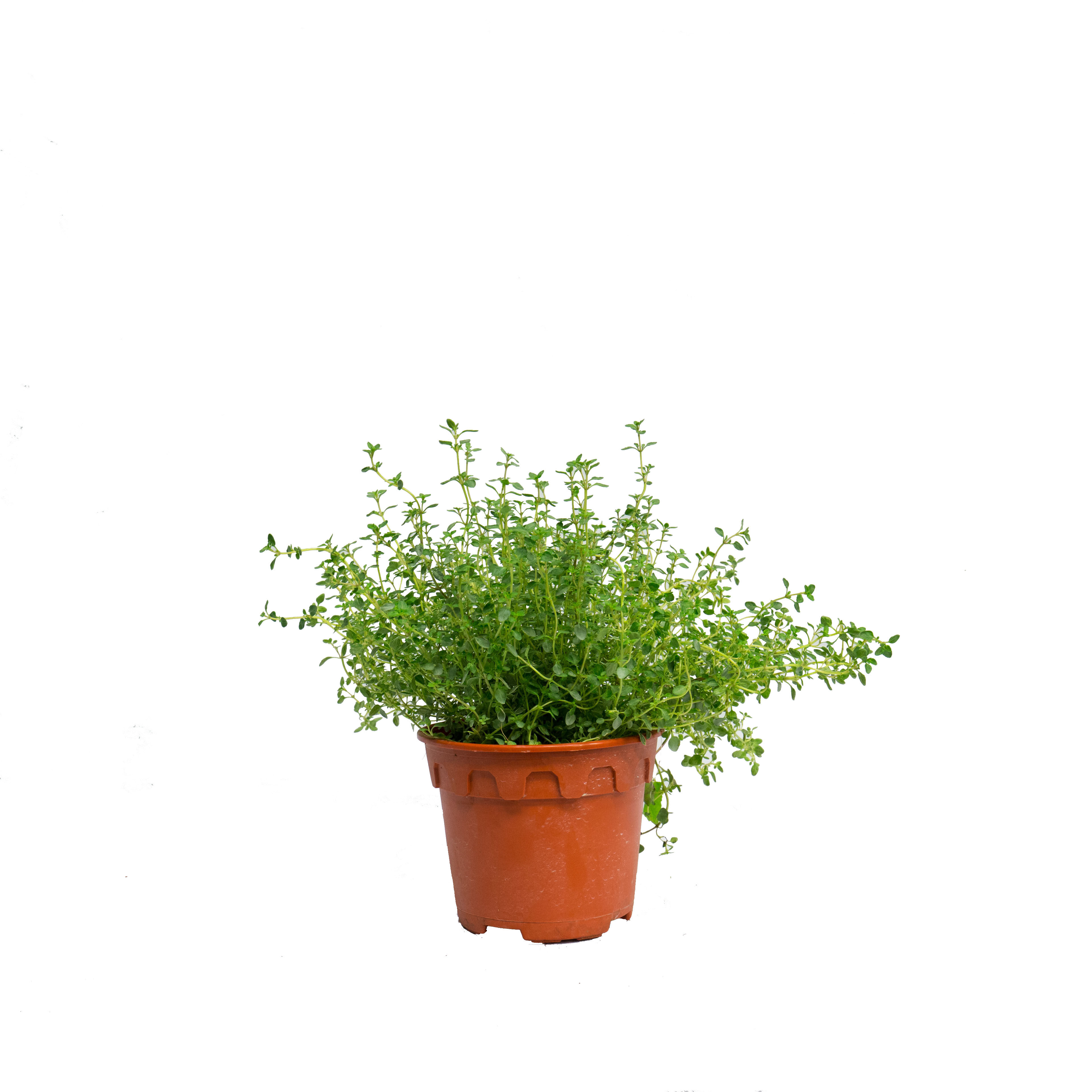 Thyme