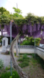 門前藤の花