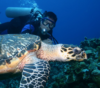 5 Dives package