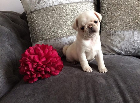 PUG PUPPIS FOR SALE