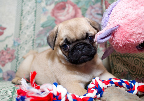 pug puppies for sale