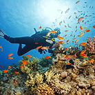 Key-West-Scuba-Diving-3-2048x1365.jpg