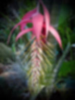 IMG_0007.jpeg