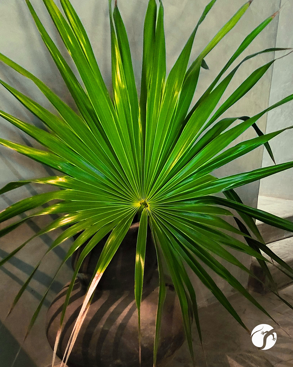 Verdure