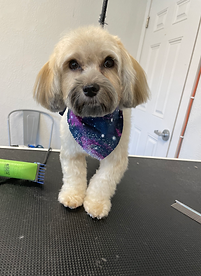 shih tzu bath and haircut in osprey.heic