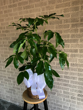 Large Floor Plant in Basket