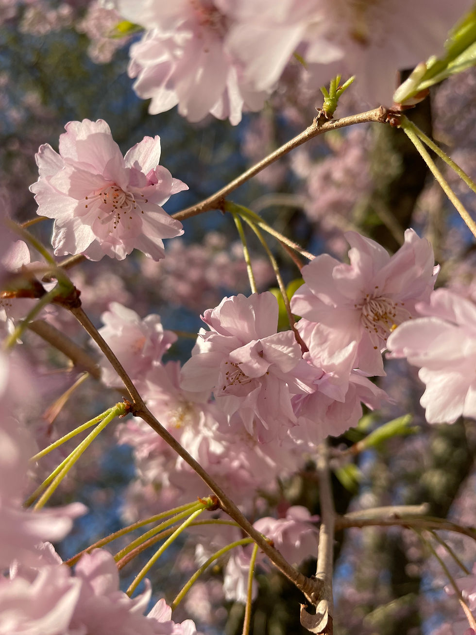 weeping cherry blossoms up close