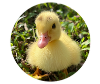 Untitled design (9).png