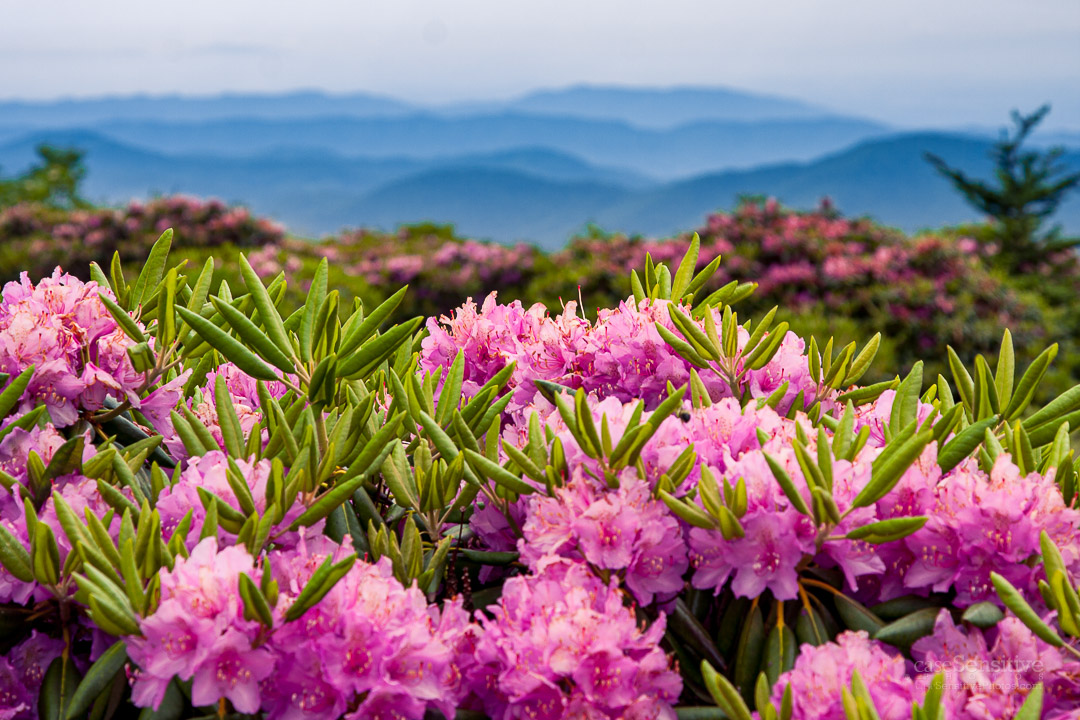 79th Annual Rhododendron Festival in Nc Rhododendron Festival
