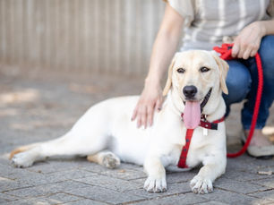 ペット供養(納骨)のお知らせ