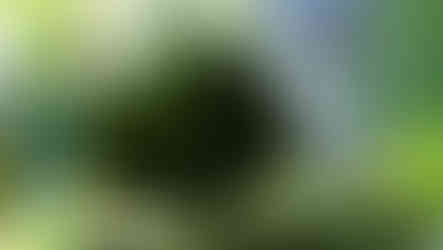 Œuvre monumentale du sculpteur animalier Michel BASSOMPIERRE au Musée Rosa BONHEUR, pour l'exposition "Regards croisés sur l'animal".