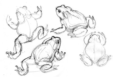 Croquis de batracien grenouille du sculpteur animalier Michel BASSOMPIERRE