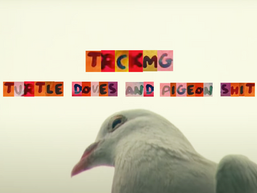 TURTLE DOVES AND PIGEON SHIT