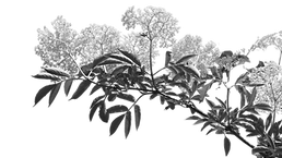 elderflower_edited_edited.png