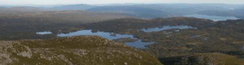 Flowers of the Forest - The Calling