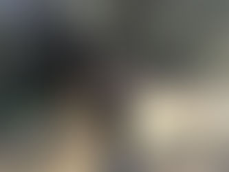 Harvesting Olives & Memories