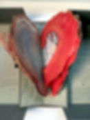 THE MOLLUSK