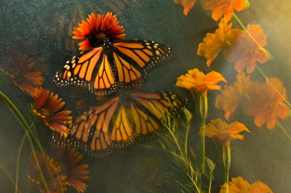 SOMNIUM.DANAUS.PLEXIPPUS2026-1