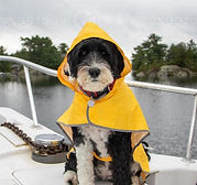 Dog wearing a slicker 2.jpg