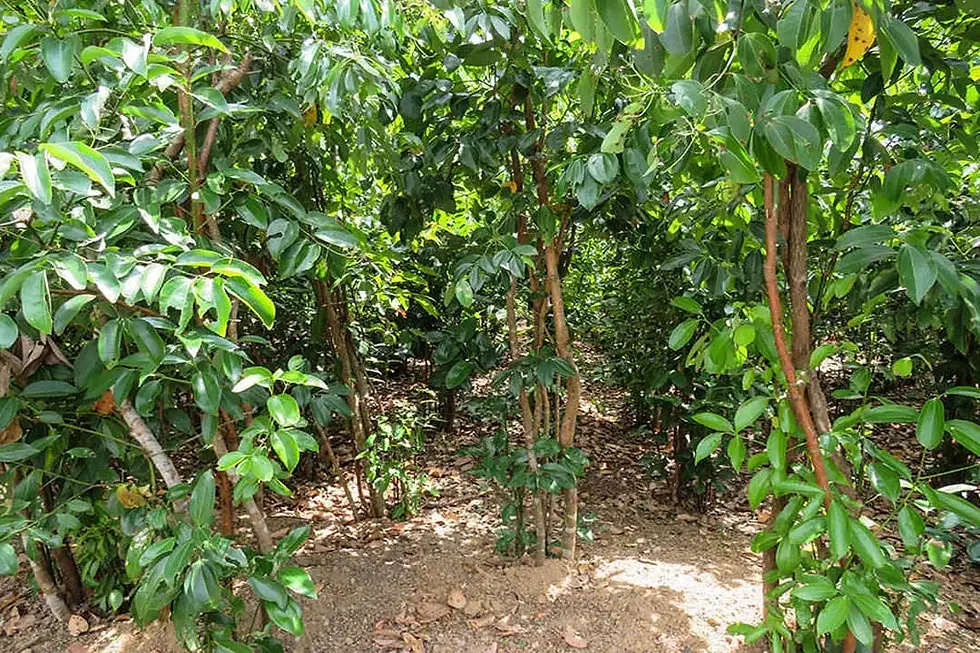 cultivo-de-canela-agrotendencia-agropedia-med-exact-gde.webp