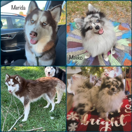 Pomsky for adoption
