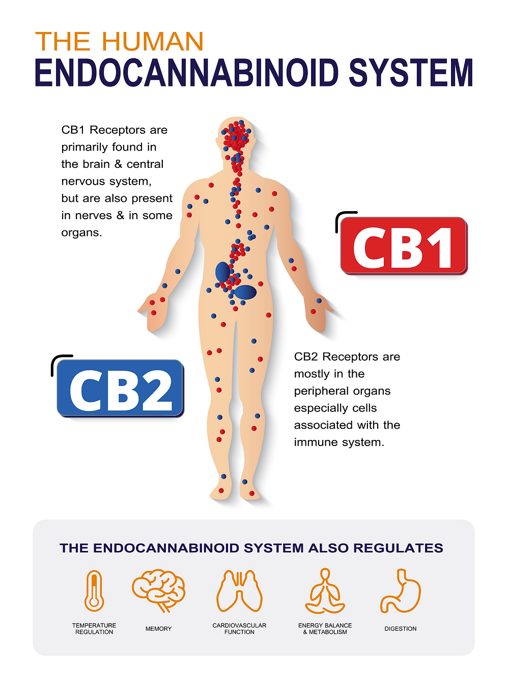 What is the endocannabinoid system?
