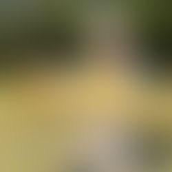 That's Wild Film: Chasing Scales– Hill Country Gold