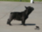 HOBBS DESERYSHE-