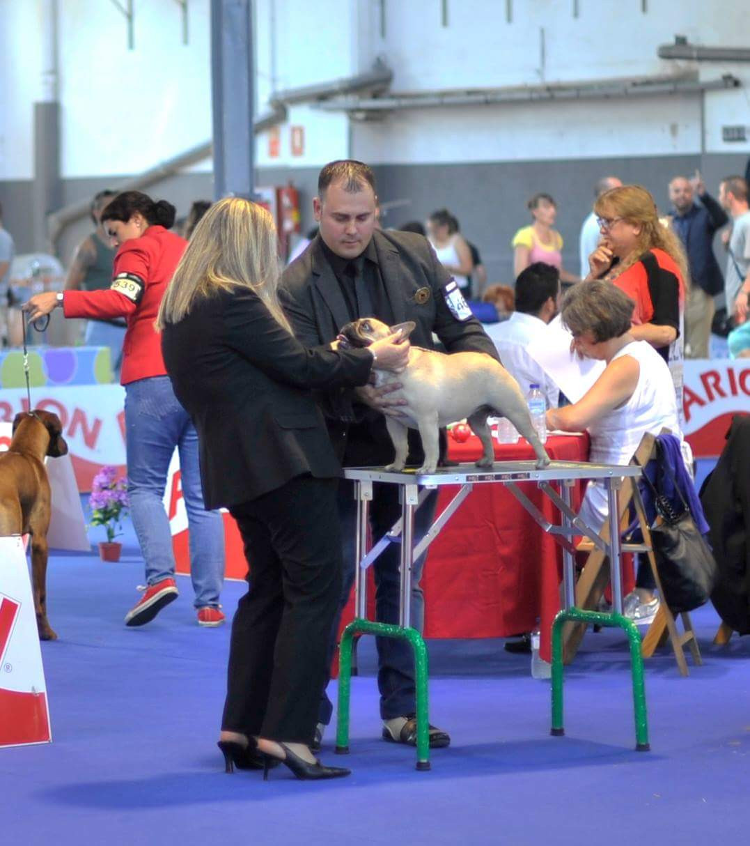 EXPOSICIÓN NACIONAL MARTORELL 2017- EXC1/CCJ