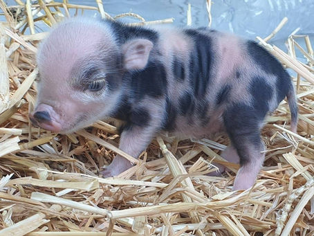 Les différents soins du cochon miniature