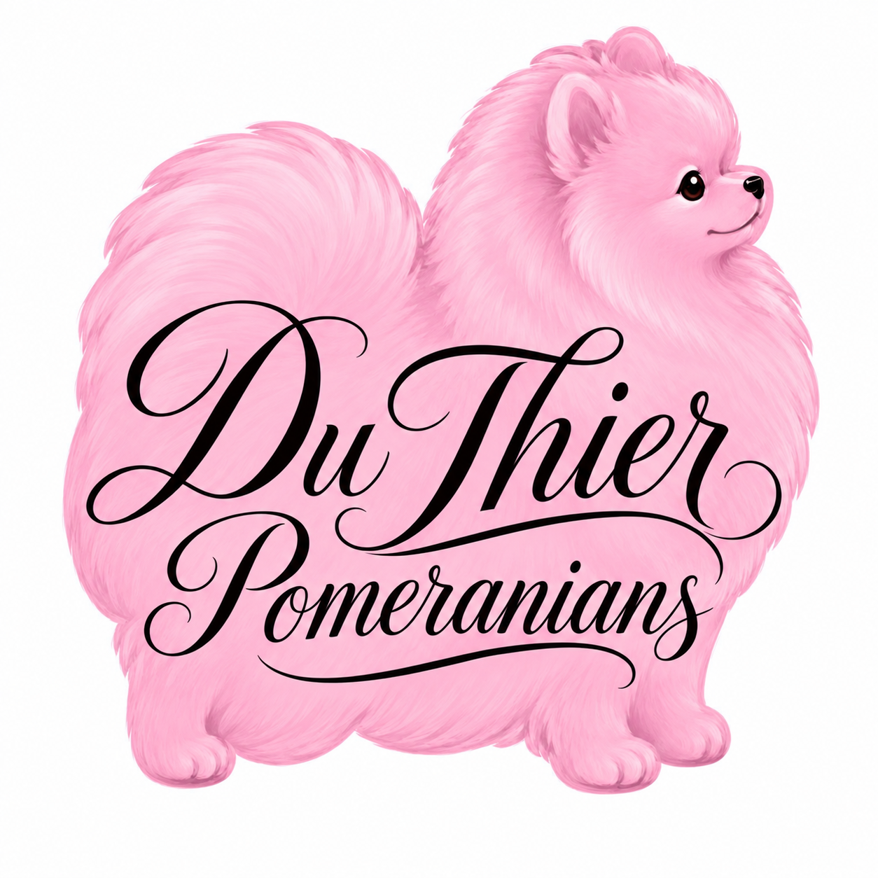 Photo du rédacteur: Du Thier Pomeranians