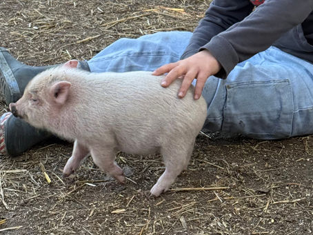 Le cochon est le nouvel animal de compagnie !