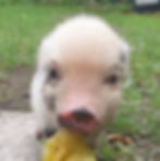 Stérilisation cochon