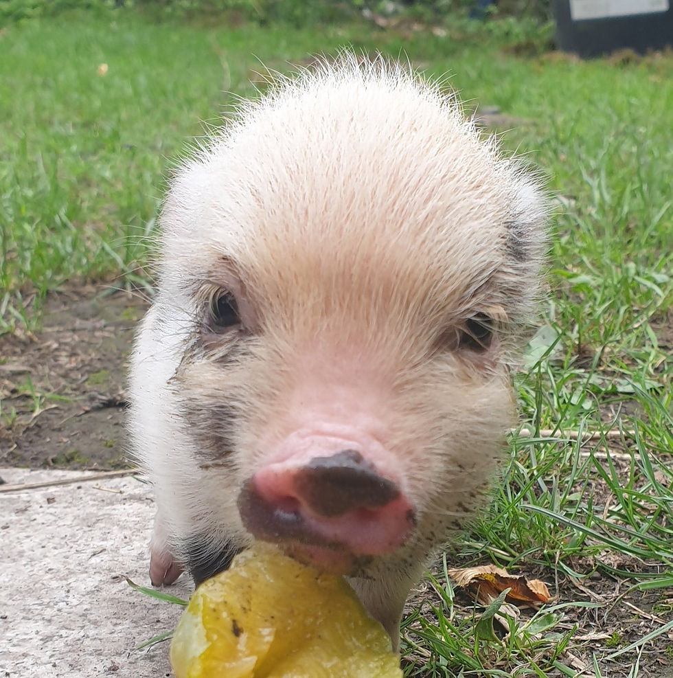 Pig sterilization