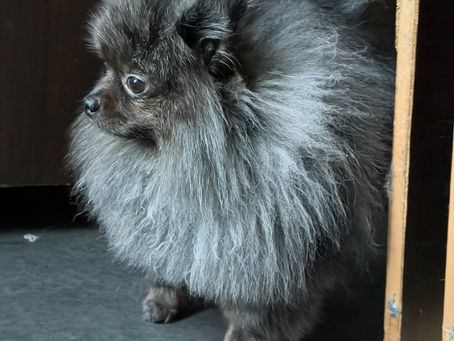 Pomeranian ou Spitz nain : quelle appellation faut-il vraiment utiliser ?