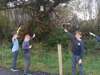 Bird Boxes